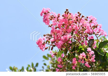 縐紗花 縐紗花 56905935