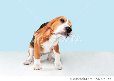 Studio shot of beagle puppy on blue studio background Studio shot of beagle puppy on blue studio background 56905936