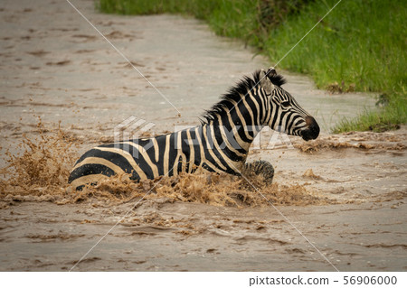 Plains zebra splashes across river towards bank 56906000