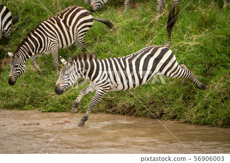 Plains zebra jumps into river from bank 56906003