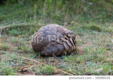 Pangolin rolled into ball on short grass Pangolin rolled into ball on short grass 56906016
