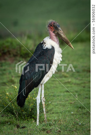 Marabou stork stands in grass by bush Marabou stork stands in grass by bush 56906032