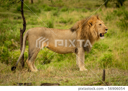 Male lion stands in profile by tree Male lion stands in profile by tree 56906054