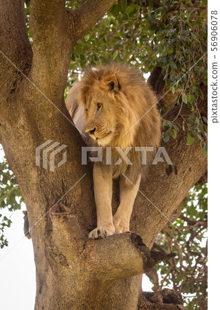 Male lion in tree stands looking down Male lion in tree stands looking down 56906078