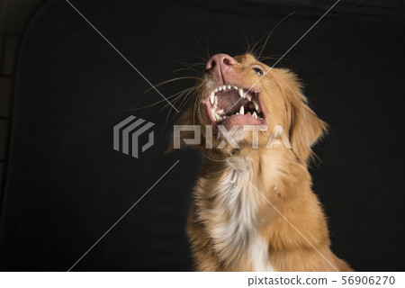 Portrait of a Nova Scotia Duck Tolling Retriever Portrait of a Nova Scotia Duck Tolling Retriever 56906270