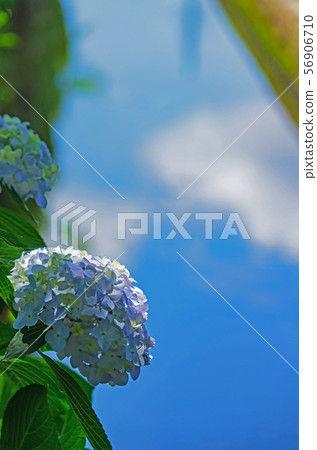 Early summer waterside scenery with hydrangea 56906710