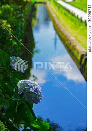 Early summer waterside scenery with hydrangea 56906711