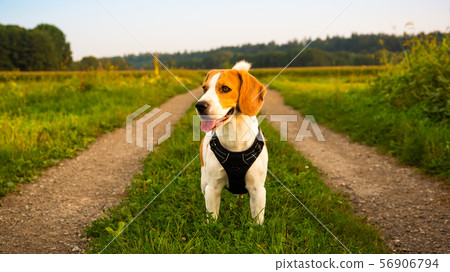 Beagle with tongue out in grass on path during sunset in fields countryside. 56906794