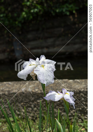 White irises 56907003