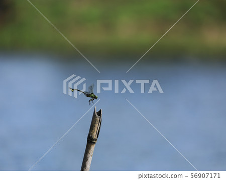 Uchiwayanma試圖停在竹棍上 Uchiwayanma試圖停在竹棍上 56907171