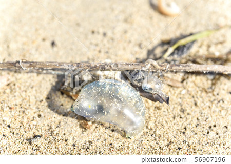 Katsuona eboshi（沿海著陸） 56907196