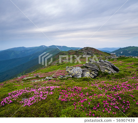 Pink rose rhododendron flowers on summer mountain 56907439