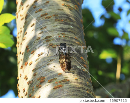 Brown cicada Brown cicada 56907513