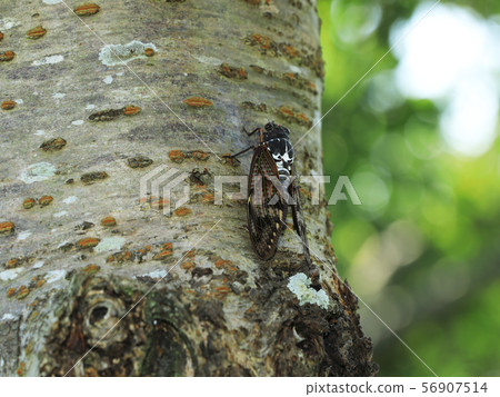 Brown cicada Brown cicada 56907514