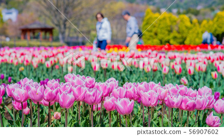Tulip 16: 9 Tulip 16: 9 56907602