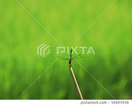 Dragonfly that stops on a bamboo stick 56907636
