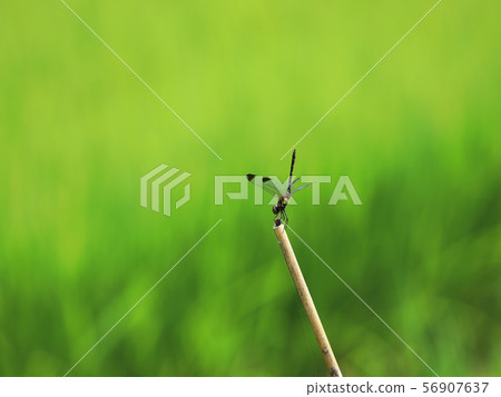 Dragonfly that stops on a bamboo stick 56907637