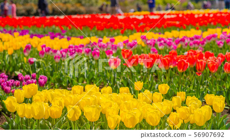 鬱金香16：9 56907692