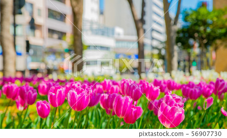 Tulip 16: 9 Tulip 16: 9 56907730