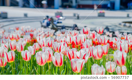 Tulip 16: 9 56907737
