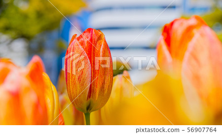Tulip 16: 9 Tulip 16: 9 56907764