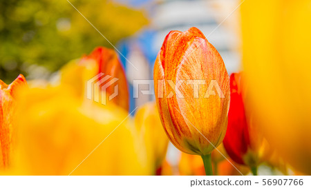 Tulip 16: 9 Tulip 16: 9 56907766