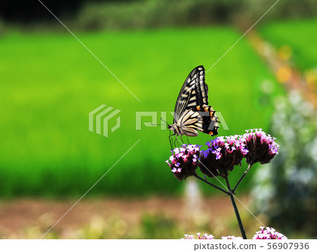 Swallowtail butterfly perching on verbena Swallowtail butterfly perching on verbena 56907936