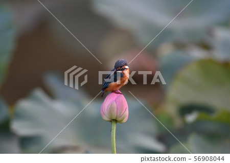 蓮花和翠鳥 56908044