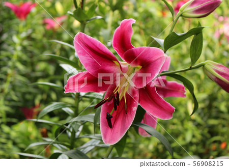 Lily with red gradation (1) Lily with red gradation (1) 56908215