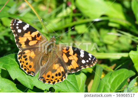 Shark's beard Shark's beard 56908517