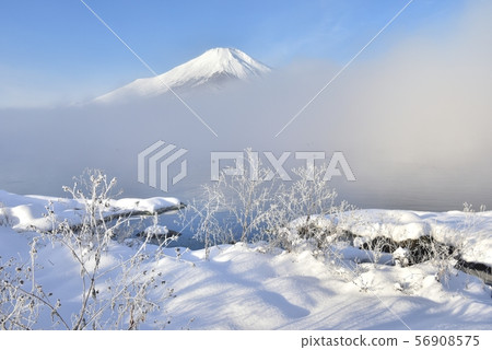 Grass and snowy shores with hoarfrost on Mt. Fuji and Lake Yamanaka 56908575