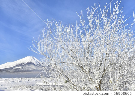 Snowy shore with trees with rime on Mt.Fuji and misty Yamanakako 56908605