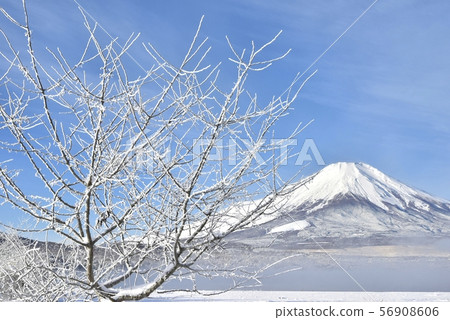 Snowy shore with trees with rime on Mt.Fuji and misty Yamanakako 56908606