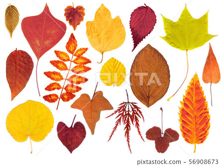 Background image of various shapes and autumn leaves 56908673