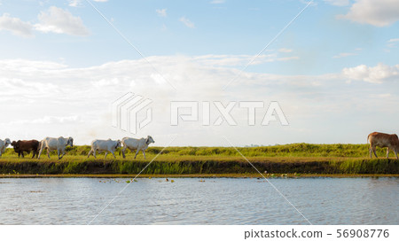 Many cows are eating grass in wetlands. Many cows are eating grass in wetlands. 56908776