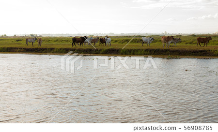 Many cows are eating grass in wetlands. 56908785
