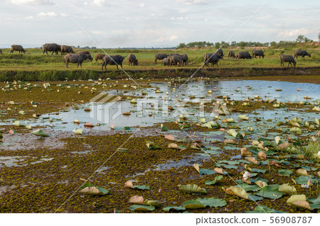 Many buffalo are eating grass in wetlands. Many buffalo are eating grass in wetlands. 56908787