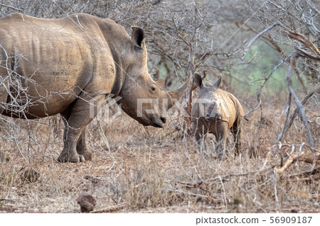baby rhino and mom kruger park south africa 56909187