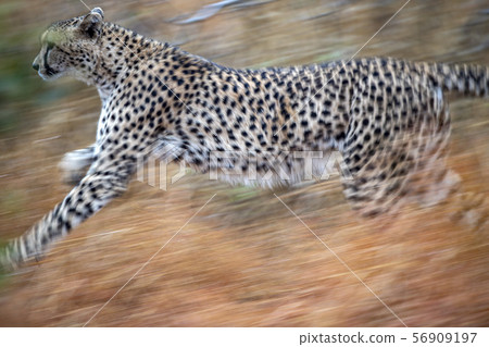 cheetah running in kruger park south africa 56909197