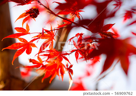 Autumn leaves Autumn leaves 56909762