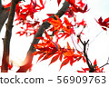 楓 56909763