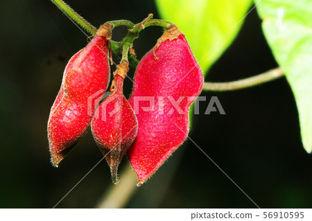 Tokiri bean 56910595
