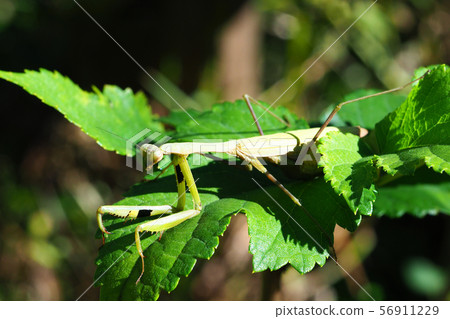Kokamakiri (green type) 56911229