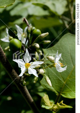大草原藏青色花和藍色果子 照片素材 圖片 圖庫