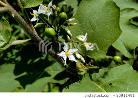 大草原藏青色花和藍色果子 56911491