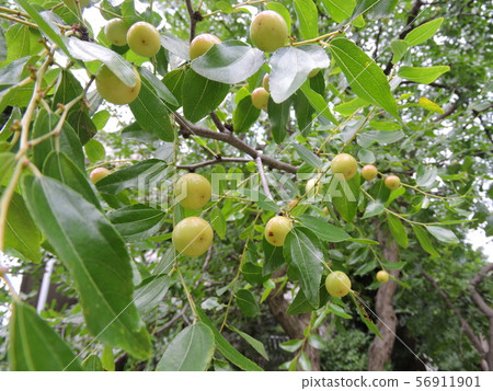 可愛的紅棗水果 可愛的紅棗水果 56911901