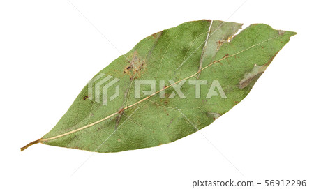 single dried bay leaf isolated on white single dried bay leaf isolated on white 56912296