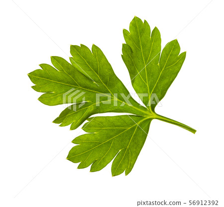fresh green leaves of parsley herb isolated fresh green leaves of parsley herb isolated 56912392