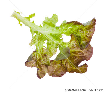 twig of Oak leaf lettuce isolated on white 56912394