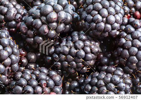 many ripe fresh blackberries close up 56912407